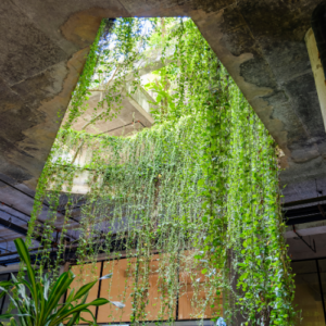 A Harmonia Verde Que Transforma Ambientes e Qualidade de Vida